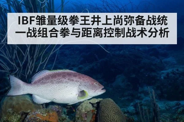 IBF雏量级拳王井上尚弥备战统一战组合拳与距离控制战术分析